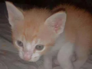 Gato raça Vira-lata  idade Abaixo de 2 meses nome Lila