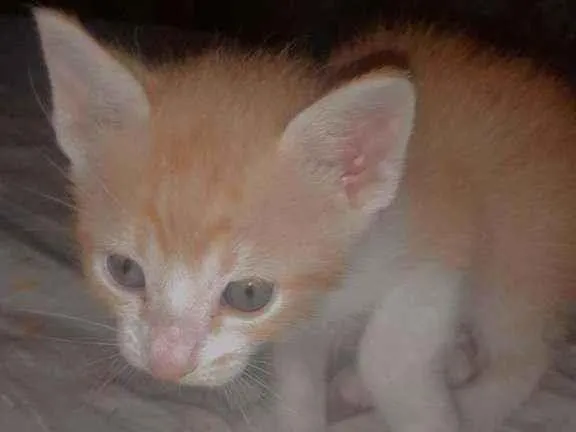 Gato raça Vira-lata  idade Abaixo de 2 meses nome Lila