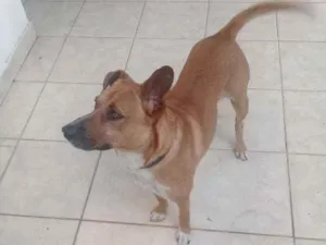 Cachorro raça SRD idade 3 anos nome Scooby 