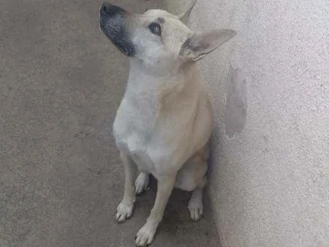 Cachorro ra a SRD idade 4 anos nome Estrela