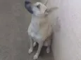 Estrela