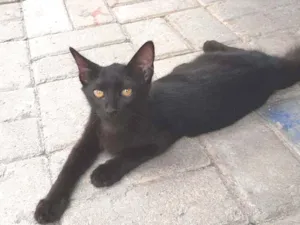 Gato raça SRD idade 2 a 6 meses nome Sem nome