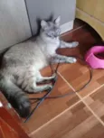 Mel