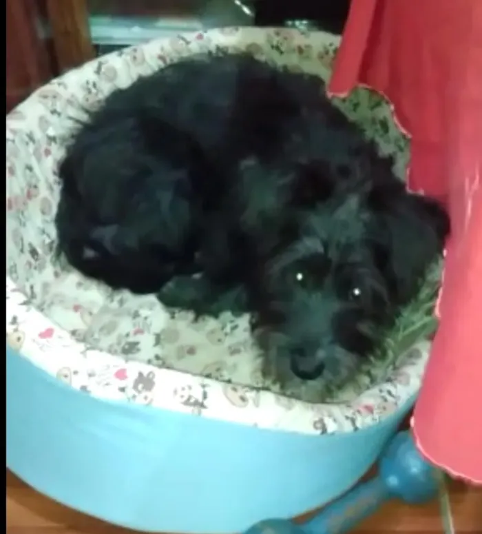 Cachorro ra a misturinha shnauzer  idade 2 a 6 meses nome Bidu