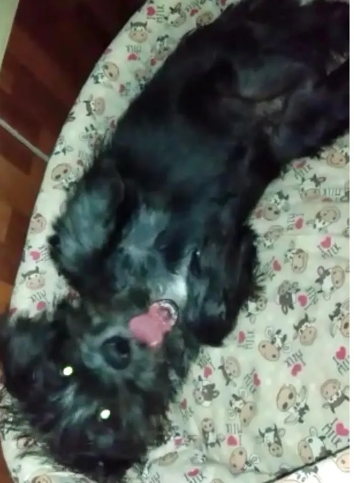 Cachorro ra a misturinha shnauzer  idade 2 a 6 meses nome Bidu