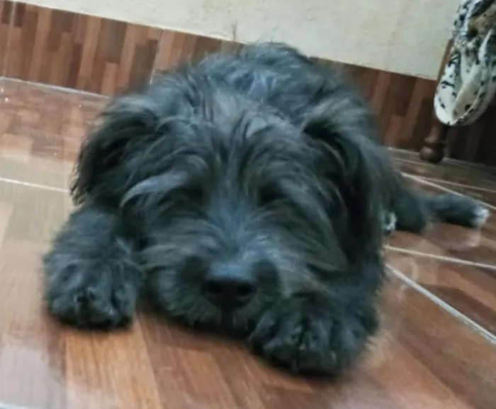 Cachorro ra a misturinha shnauzer  idade 2 a 6 meses nome Bidu