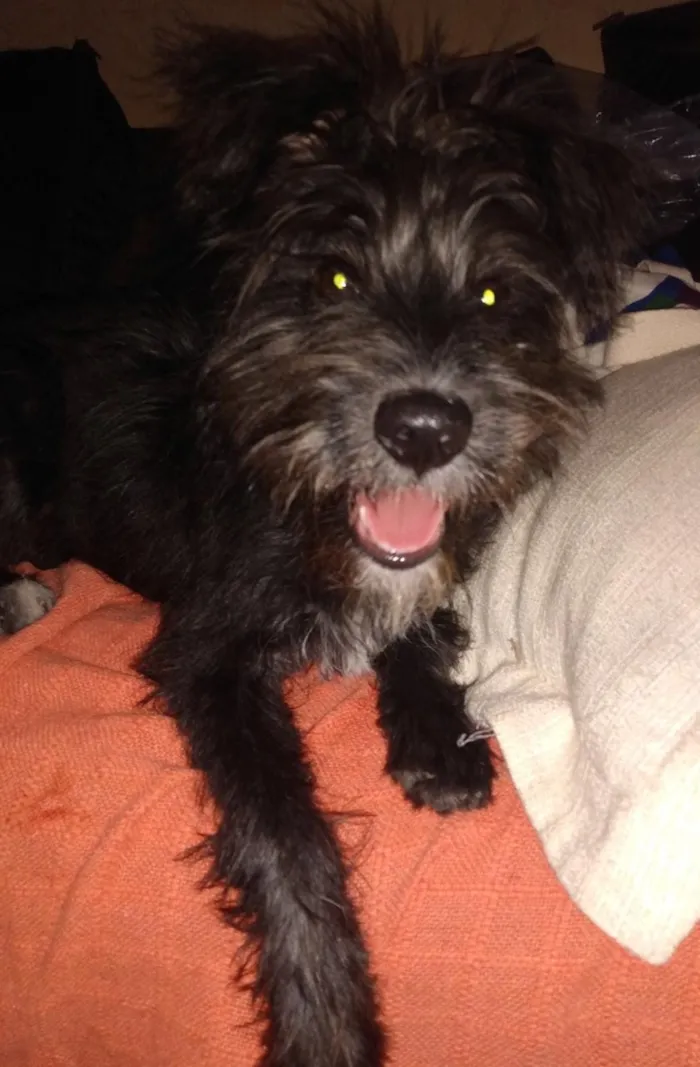 Cachorro ra a misturinha shnauzer  idade 2 a 6 meses nome Bidu