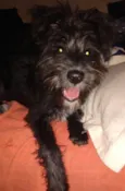 Bidu