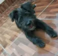 Bidu
