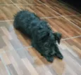 Bidu