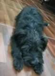 Bidu