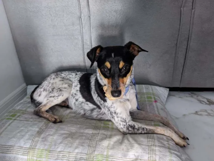 Cachorro ra a SRD-ViraLata idade 1 ano nome Maya ( apelido)