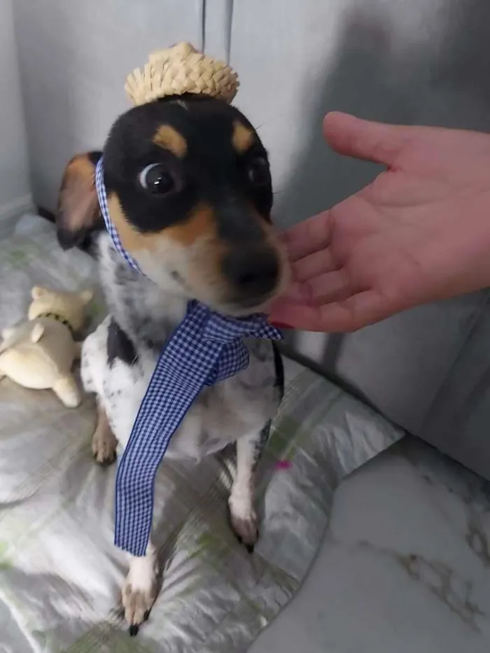 Cachorro ra a SRD-ViraLata idade 1 ano nome Maya ( apelido)