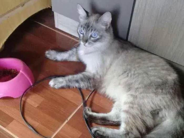 Gato ra a Siamês idade 6 ou mais anos nome Mel