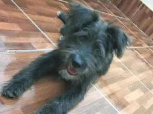 Cachorro raça misturinha shnauzer  idade 2 a 6 meses nome Bidu