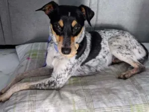Cachorro raça SRD-ViraLata idade 1 ano nome Maya ( apelido)
