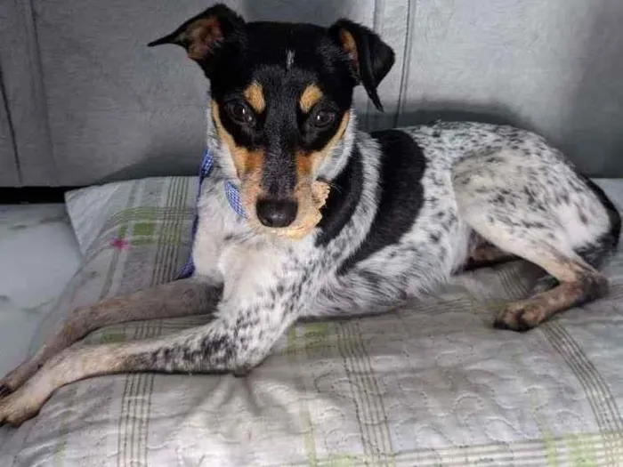 Cachorro ra a SRD-ViraLata idade 1 ano nome Maya ( apelido)