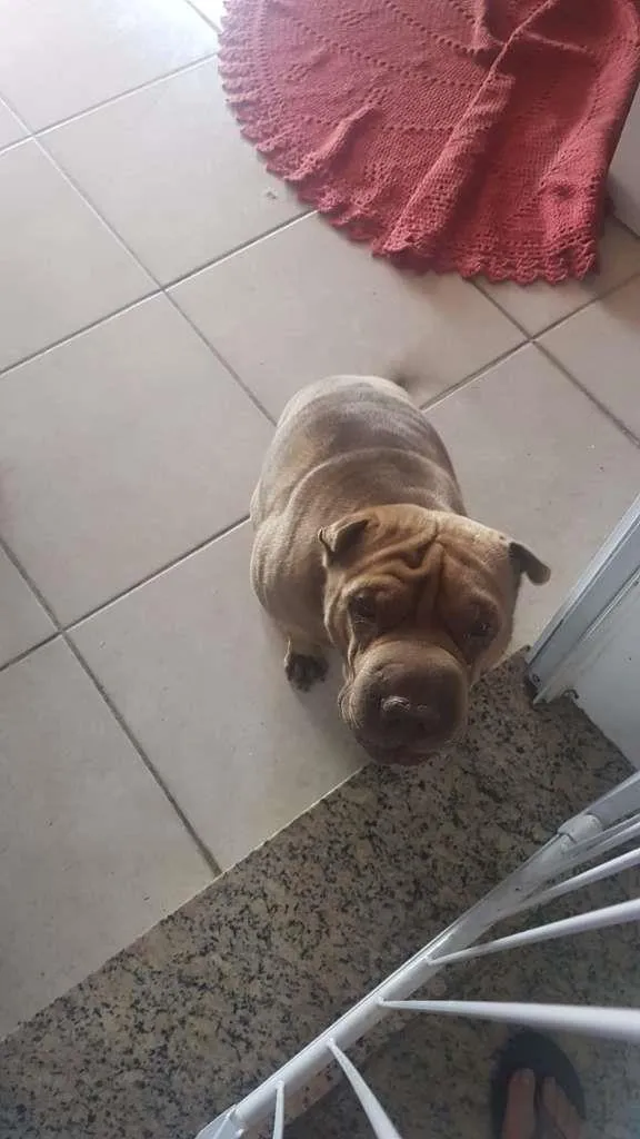 Cachorro ra a SharPei idade 4 anos nome Kira
