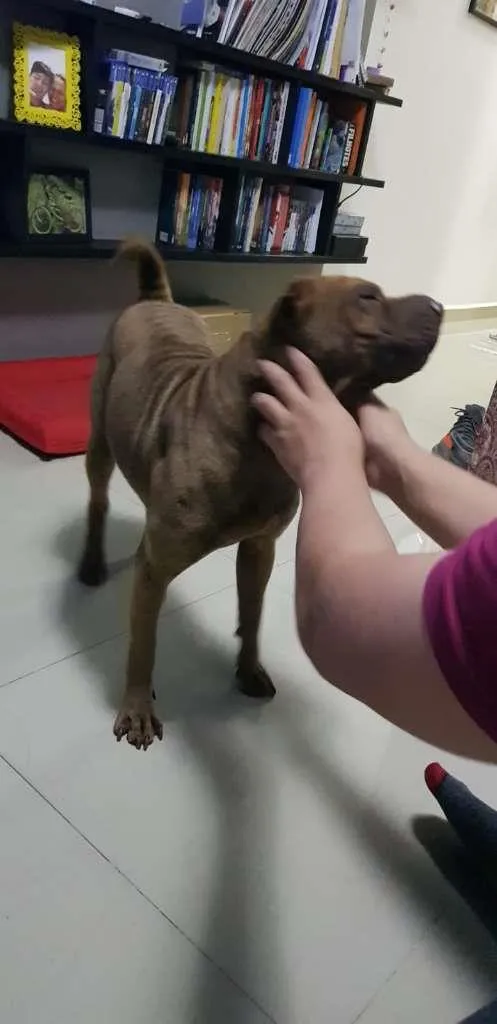 Cachorro ra a SharPei idade 4 anos nome Kira