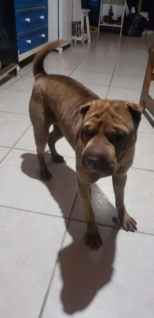 Cachorro ra a SharPei idade 4 anos nome Kira