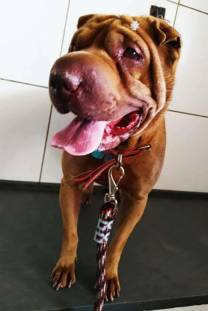Cachorro ra a SharPei idade 4 anos nome Kira