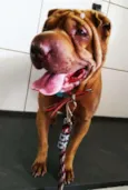 Kira