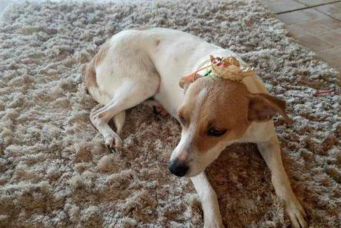 Cachorro ra a SRD idade 1 ano nome Carminha 