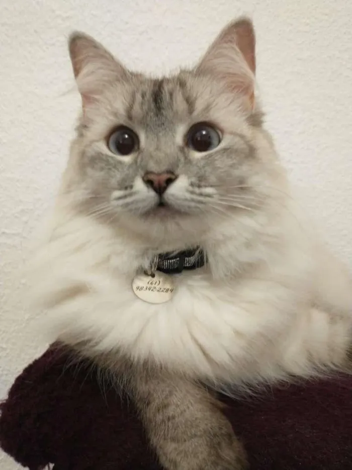 Gato ra a SRD idade 2 anos nome Bonnie