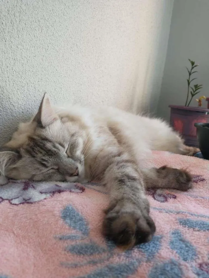 Gato ra a SRD idade 2 anos nome Bonnie