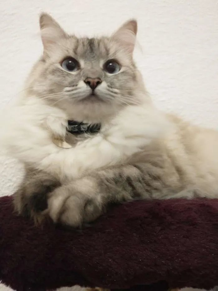 Gato ra a SRD idade 2 anos nome Bonnie