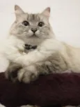 Bonnie