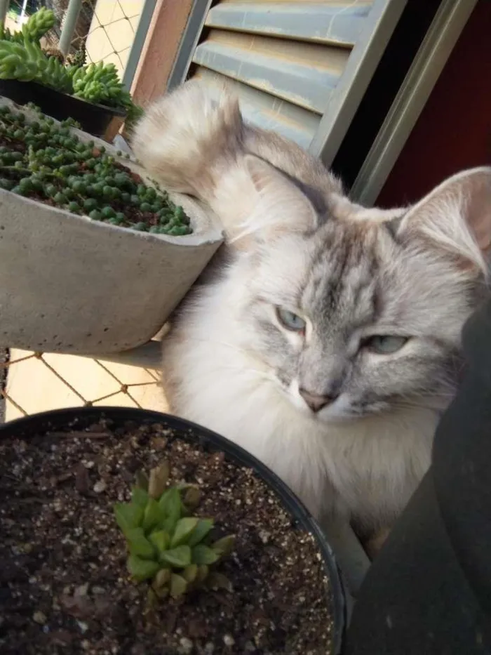 Gato ra a SRD idade 2 anos nome Bonnie