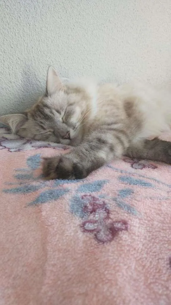 Gato ra a SRD idade 2 anos nome Bonnie