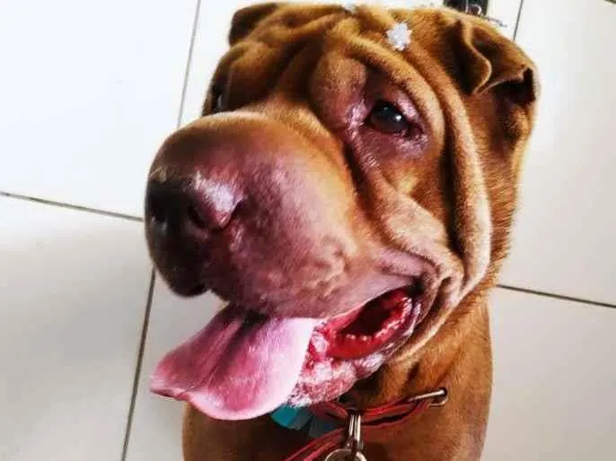 Cachorro ra a SharPei idade 4 anos nome Kira