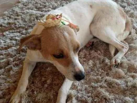 Cachorro ra a SRD idade 1 ano nome Carminha 