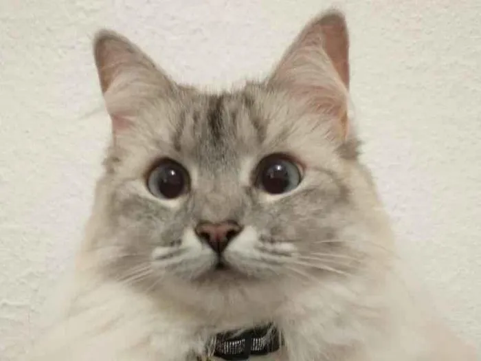 Gato ra a SRD idade 2 anos nome Bonnie