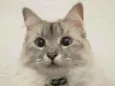 Bonnie