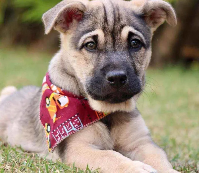 Cachorro raça SRD  idade 2 a 6 meses nome Mercúrio 