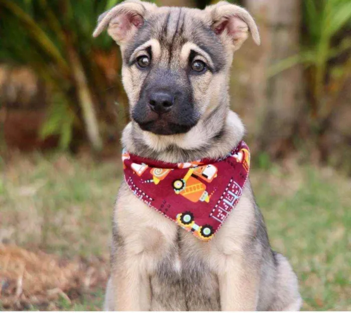 Cachorro raça SRD  idade 2 a 6 meses nome Mercúrio 