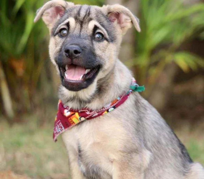 Cachorro raça SRD  idade 2 a 6 meses nome Mercúrio 