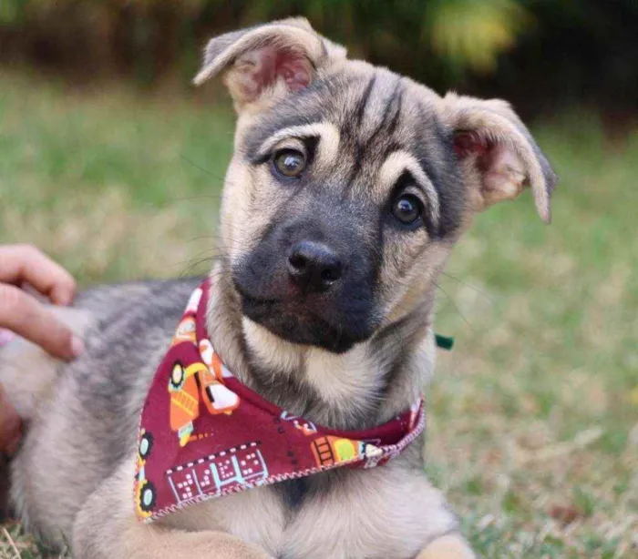 Cachorro raça SRD  idade 2 a 6 meses nome Mercúrio 