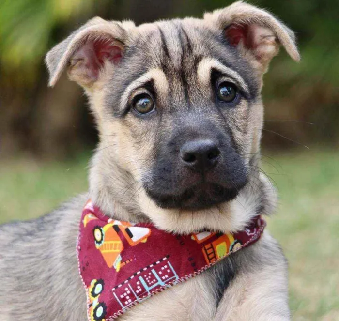 Cachorro raça SRD  idade 2 a 6 meses nome Mercúrio 