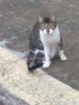 Bia