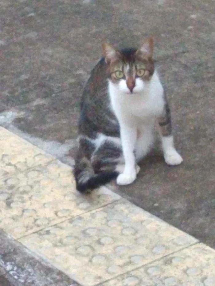 Gato raça Srd idade 2 a 6 meses nome Bia