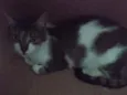 Bia