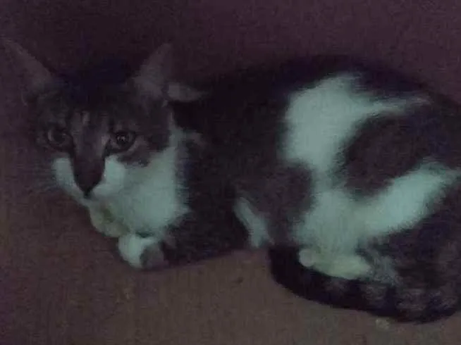 Gato raça Srd idade 2 a 6 meses nome Bia