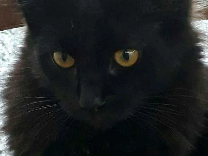 Gato ra a Raça  idade 1 ano nome Linda