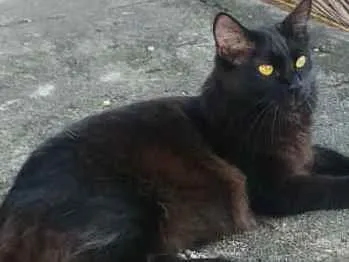 Gato ra a Raça  idade 1 ano nome Linda