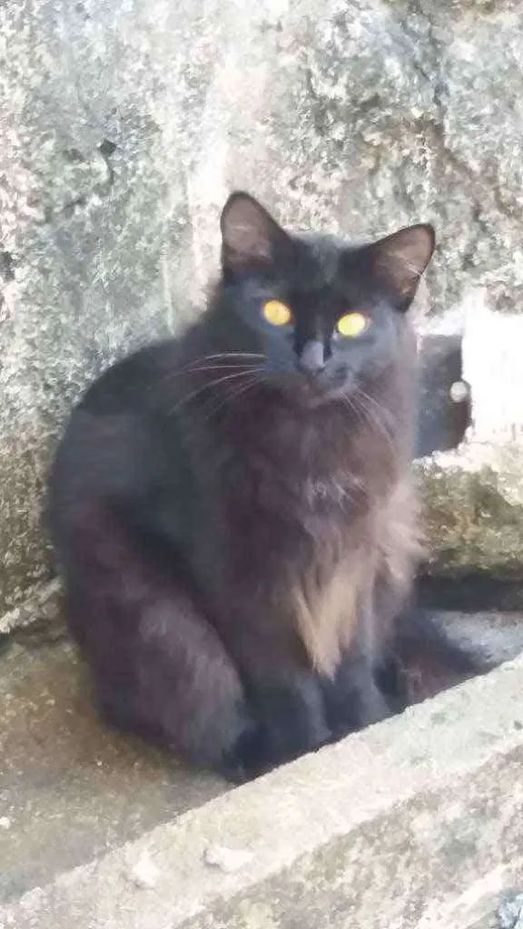 Gato ra a Raça  idade 1 ano nome Linda