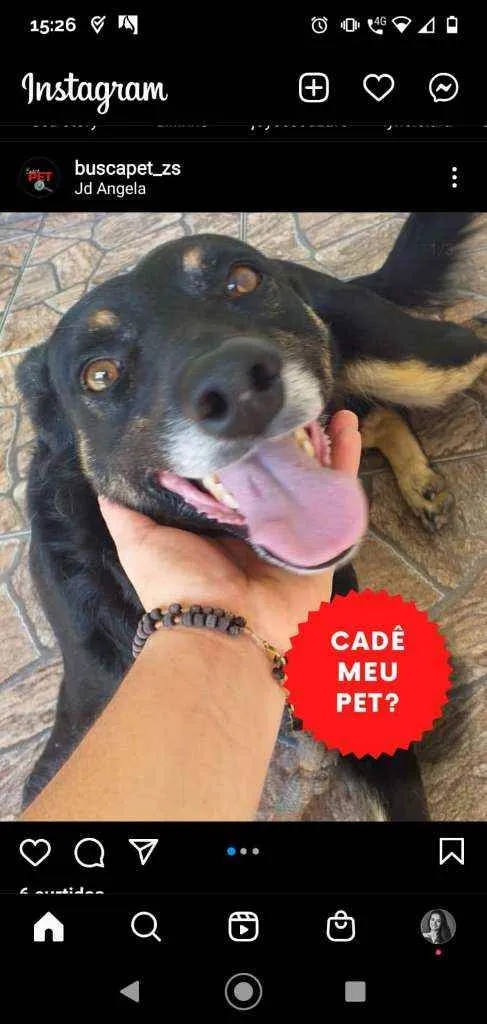 Cachorro ra a Virá lata idade 5 anos nome Chip